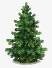 software-Small pine tree-1